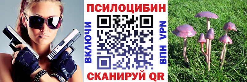 Купить закладки  Злынка  Псилоцибиновые грибы Psilocybe 